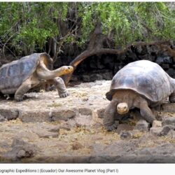 large tortoises