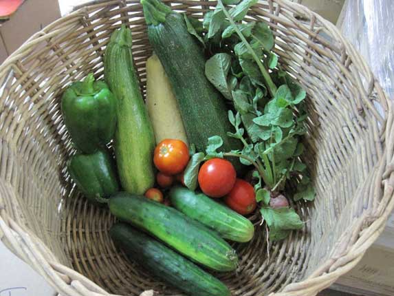 picked vegetables