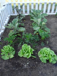 Lettuce, Parsley, Eggplant