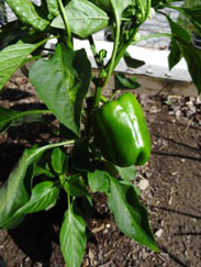 vegetables in Original Work garden