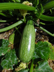 zucchini